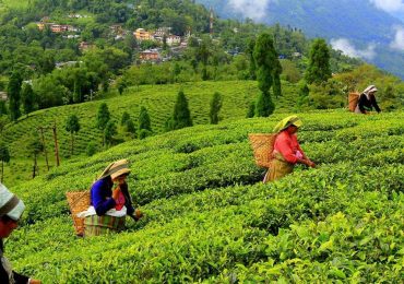 Darjeeling