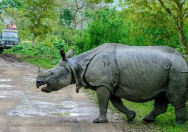 KAZIRANGA NATIONAL PARK