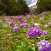 LACHUNG – YUMTHANG VALLEY