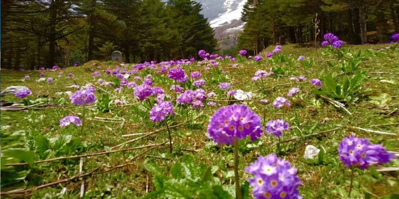 LACHUNG – YUMTHANG VALLEY