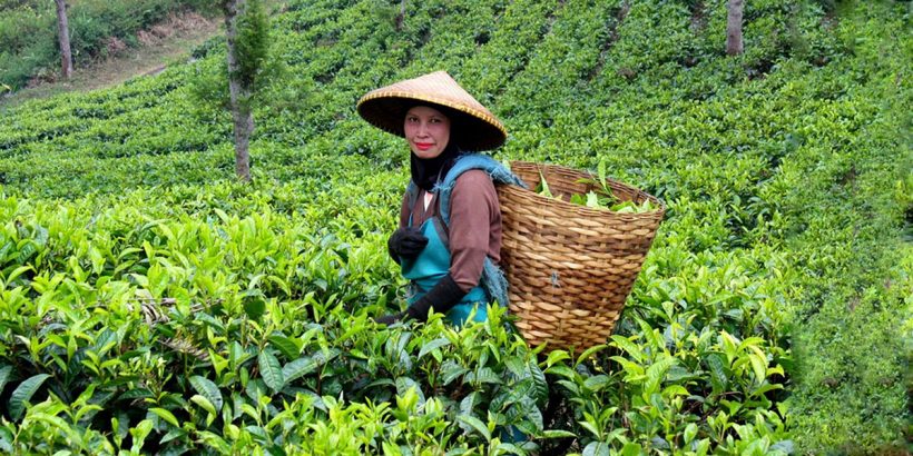 PERIYAR coffee, tea plant0