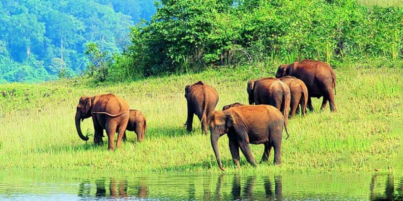 Thekkady