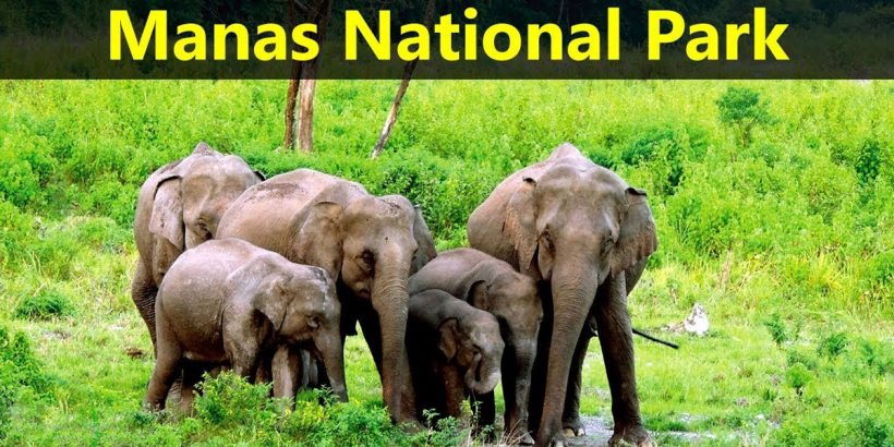 GUWAHATI – MANAS NATIONAL PARK