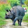 KAZIRANGA NATIONAL PARK-naga;land