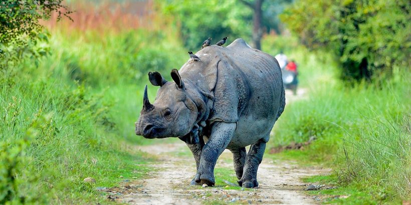 KAZIRANGA NATIONAL PARK-naga;land