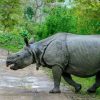 KAZIRANGA NATIONAL PARK-naga;land0