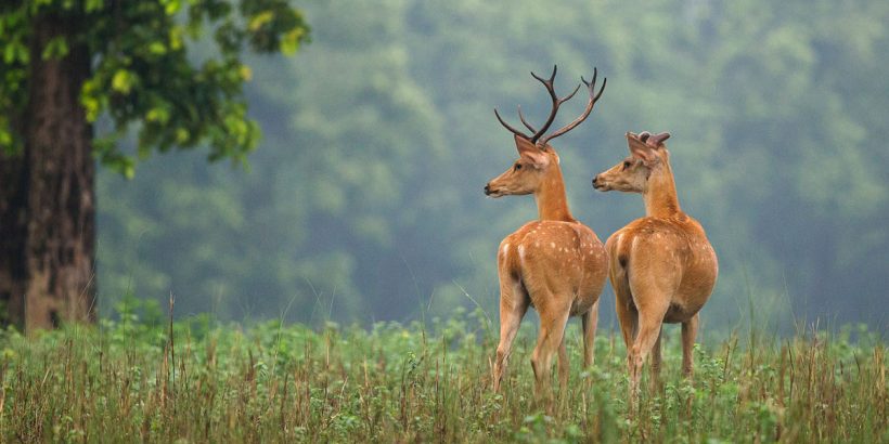 kanha park