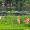 CHITWAN NATIONAL-PARK22