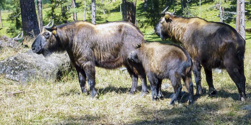 Takin preserve National Park – thimpu