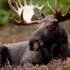 swedish-moose