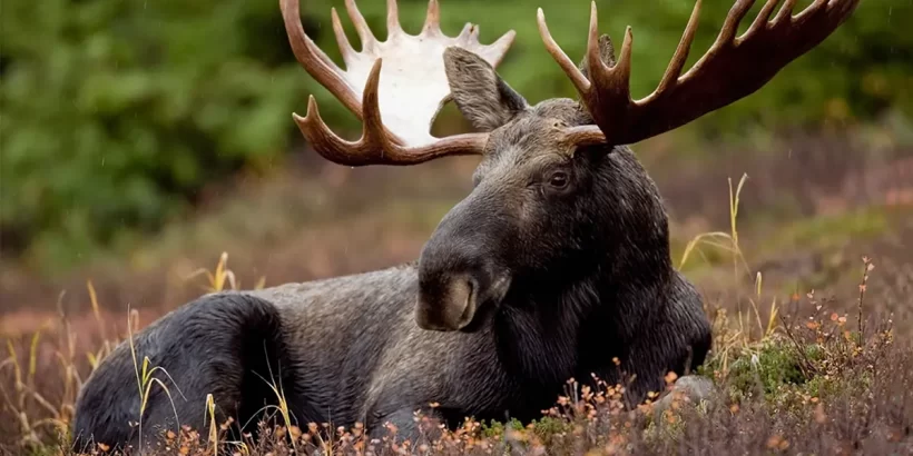 swedish-moose